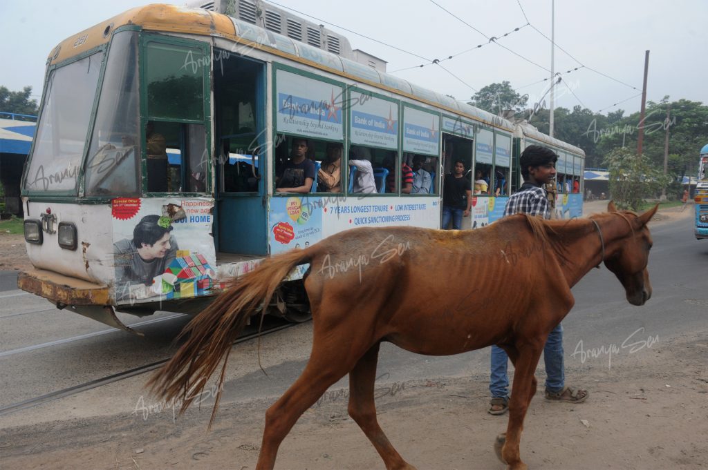 9 tram and a horse on kolkata road. 2017